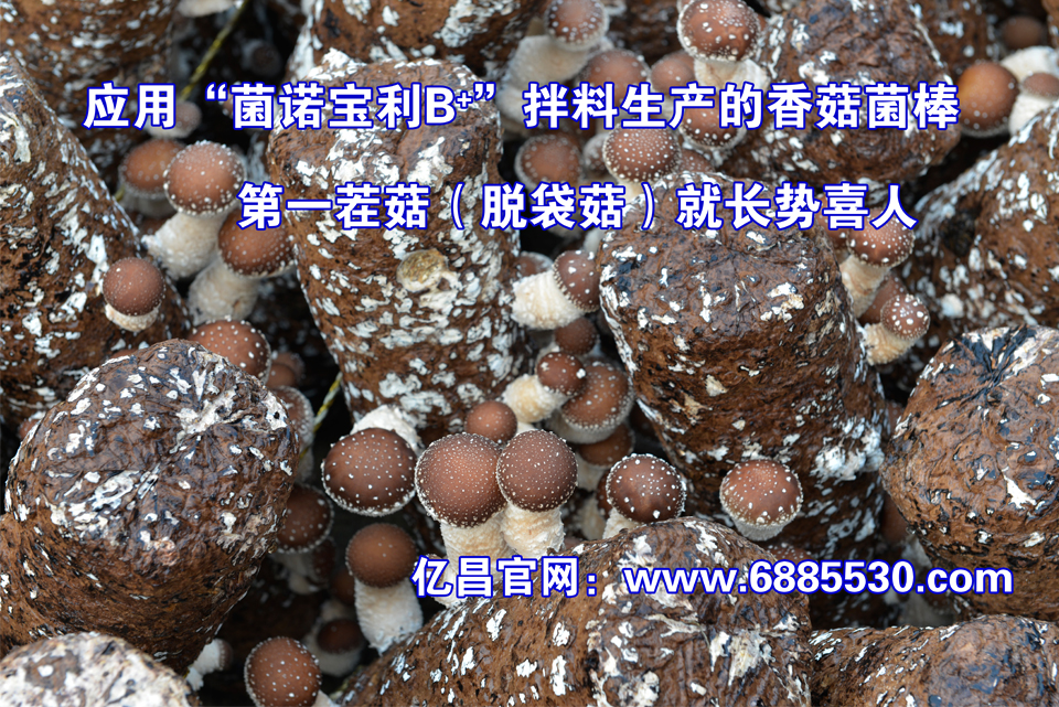 应用“菌诺宝利B+”拌料生产的香菇菌棒，第一茬菇（脱袋菇）就涨势喜人-亿昌菌业.jpg