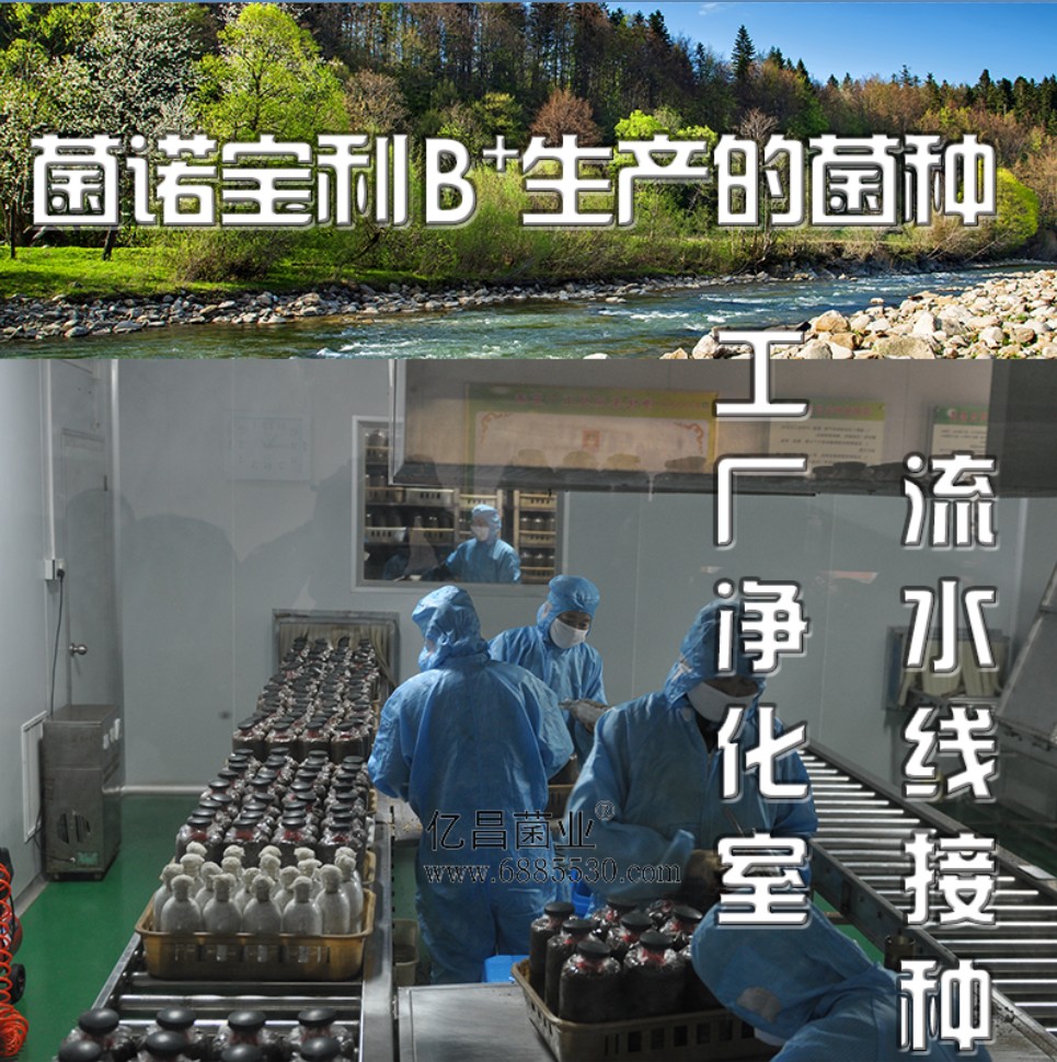 亿昌菌业菌诺宝利B+（网页-12）工厂净化室流水线接种