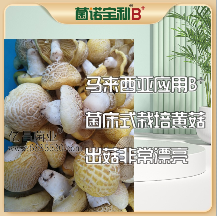 亿昌菌业菌诺宝利B+（网页-16）马来西亚应用B+菌床式照片黄菇，出菇非常漂亮