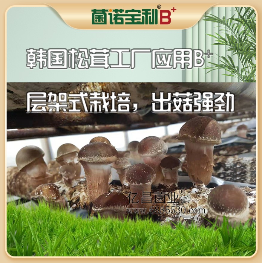 亿昌菌业菌诺宝利B+（网页-17）韩国松茸工厂应用B+层架式栽培，出菇强劲