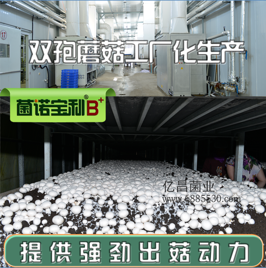 亿昌菌业菌诺宝利B+（网页-18） 双孢蘑菇工厂化生产，菌诺宝利B+提供强劲出菇动力