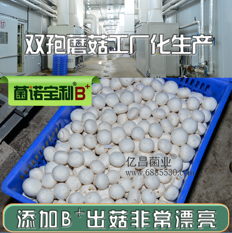 亿昌菌业菌诺宝利B+（网页-19）双孢蘑菇工厂化生产，添加B+出菇非常漂亮