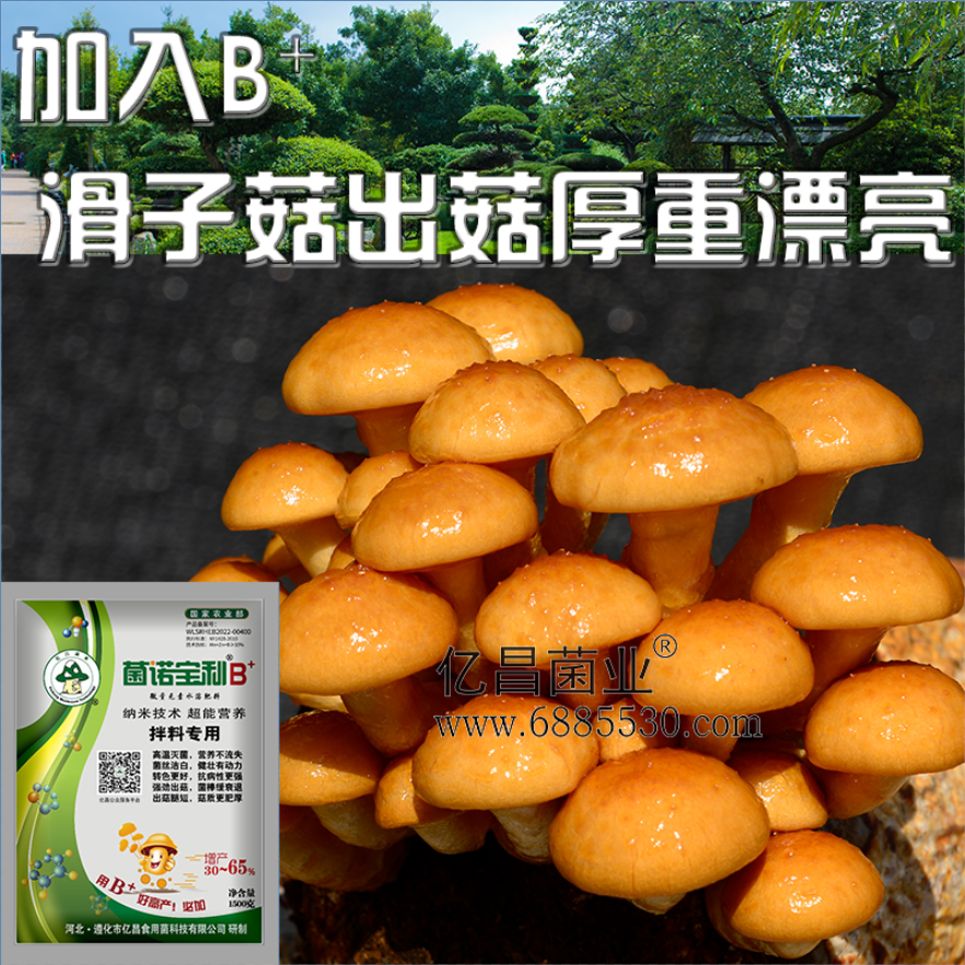 亿昌菌业菌诺宝利B+（网页-21）加入B+滑子菇出菇厚重漂亮