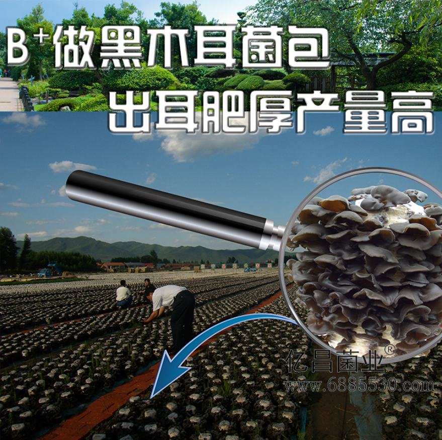 亿昌菌业菌诺宝利B+（网页-22）B+做黑木耳菌包，出耳肥厚产量高