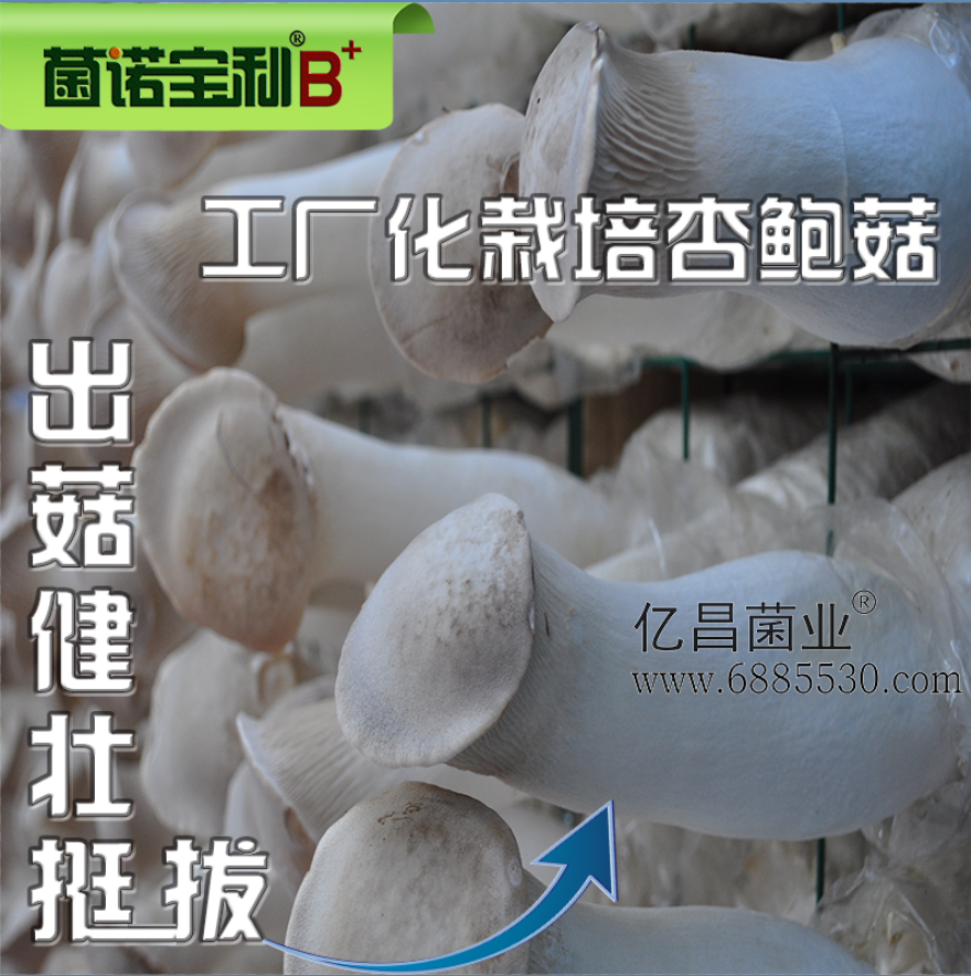 亿昌菌业菌诺宝利B+（网页-28）工厂化栽培杏鲍菇，出菇非常有劲