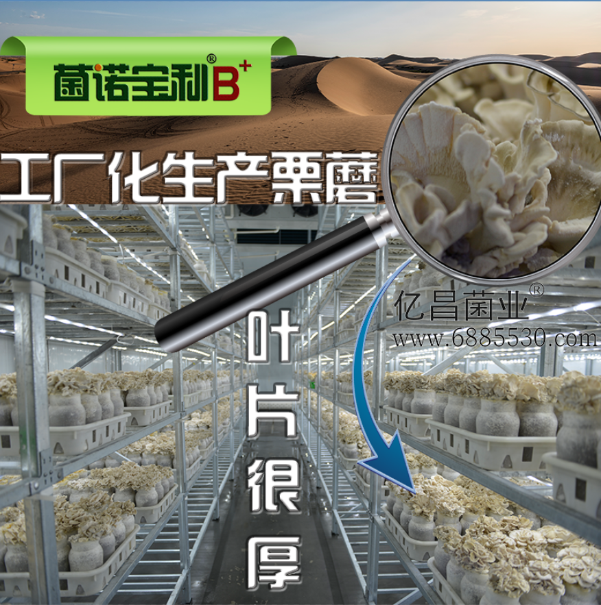 亿昌菌业菌诺宝利B+（网页-30）工厂化生产栗蘑