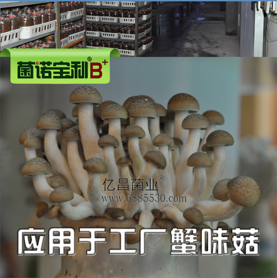 亿昌菌业菌诺宝利B+（网页-35）应用于工厂蟹味菇