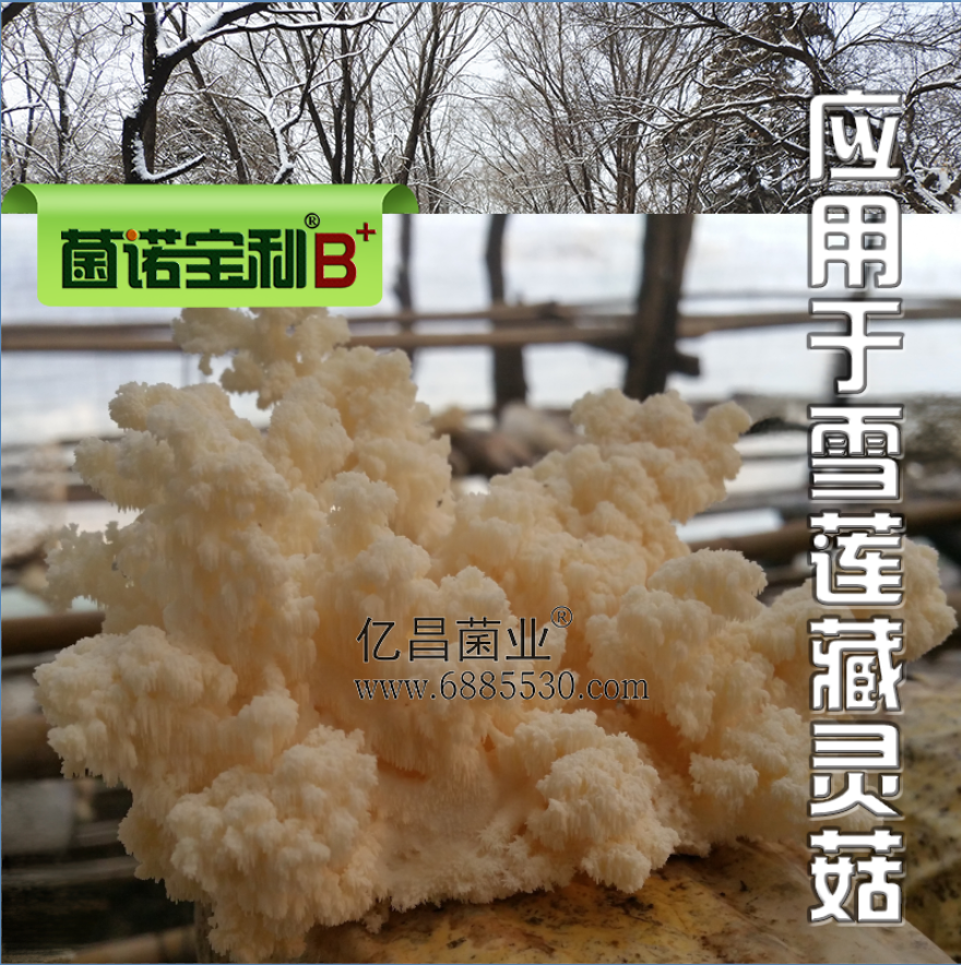亿昌菌业菌诺宝利B+（网页-36）应用于雪莲藏灵菇