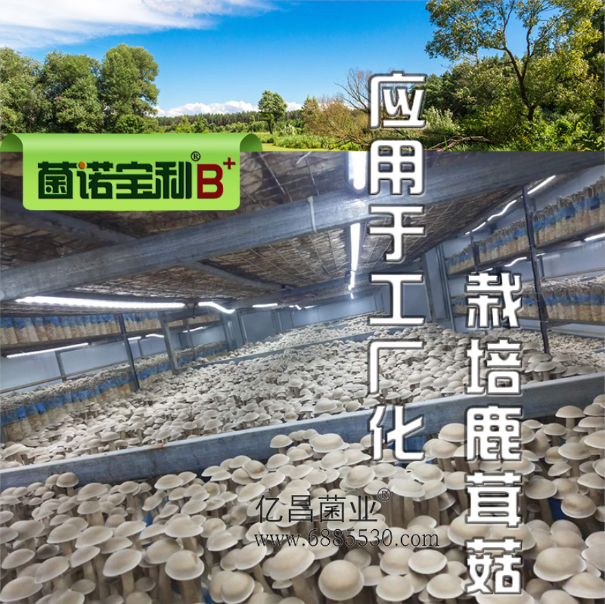 亿昌菌业菌诺宝利B+（网页-37）应用于工厂化栽培鹿茸菇