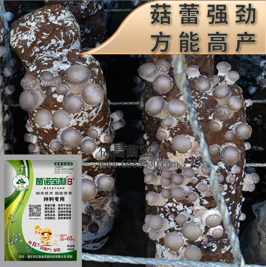 亿昌菌业菌诺宝利B+（网页-41）菇蕾强劲，方能高产