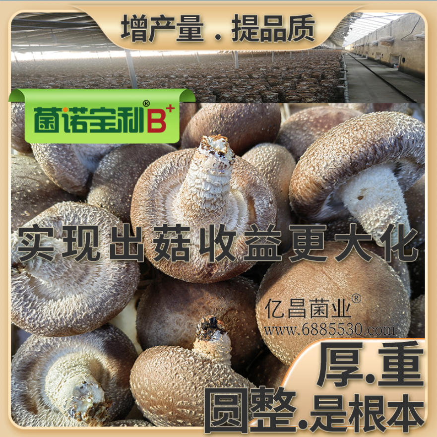 亿昌菌业菌诺宝利B+（网页-46）提高出菇效益产出比，厚重是根本