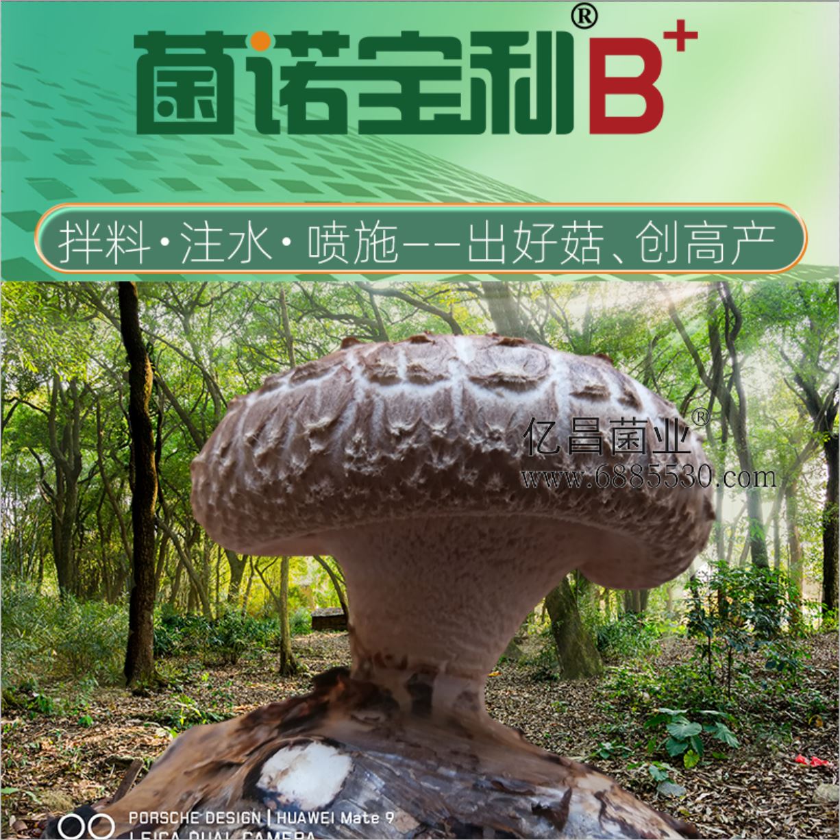 亿昌菌业-菌诺宝利B+（网页-1拌料+注水+喷施）出好菇、创高产