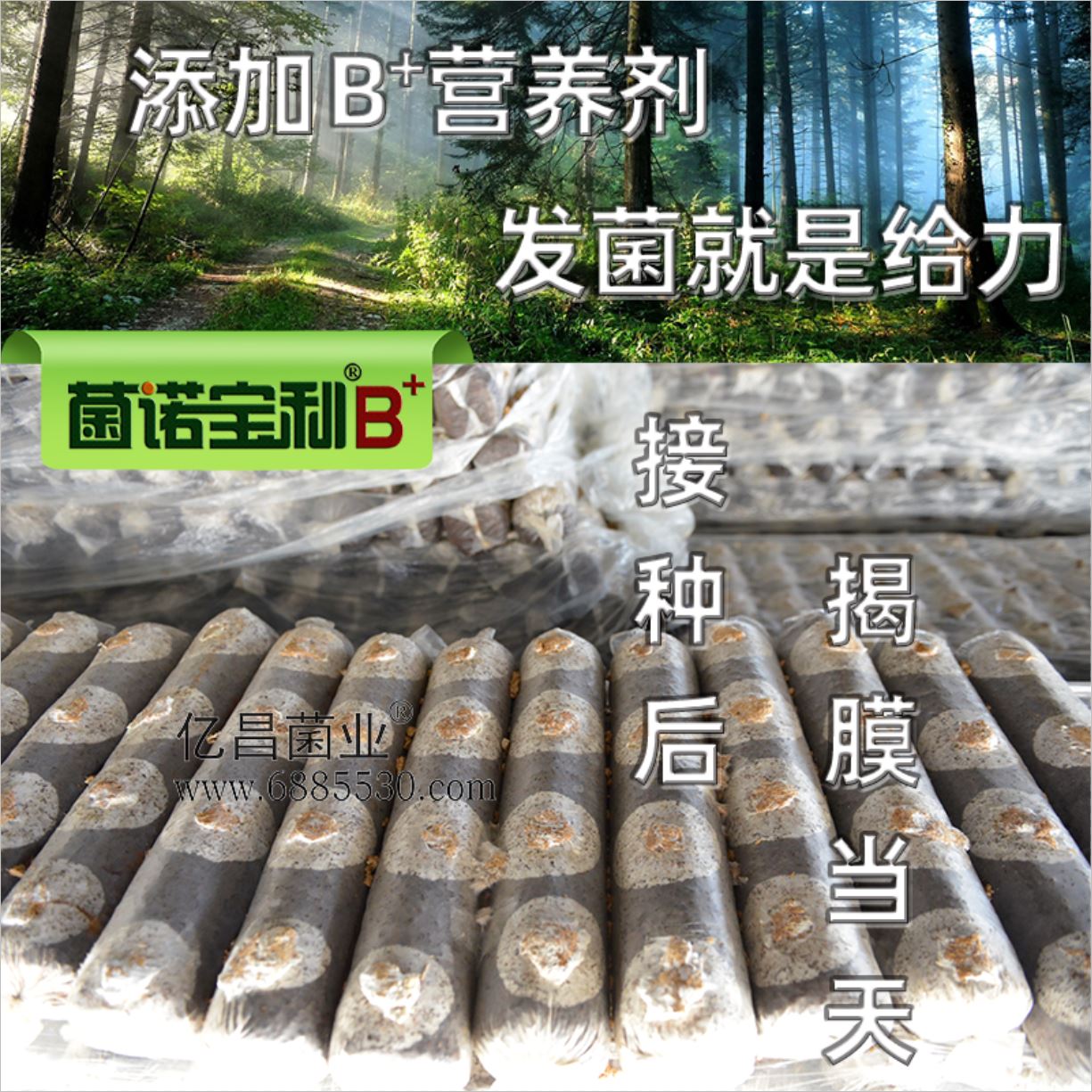 亿昌菌业-菌诺宝利B+（网页-15）添加B+营养剂，发菌就是给力