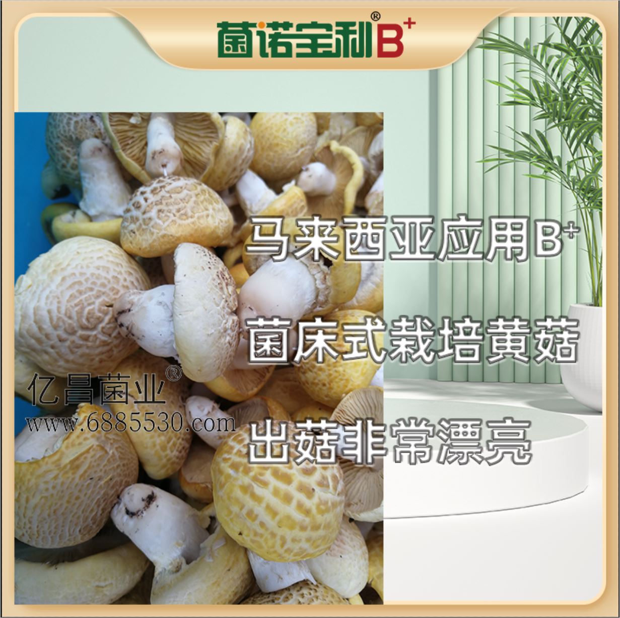 亿昌菌业-菌诺宝利B+（网页-16）马来西亚应用B+菌床式照片黄菇，出菇非常漂亮