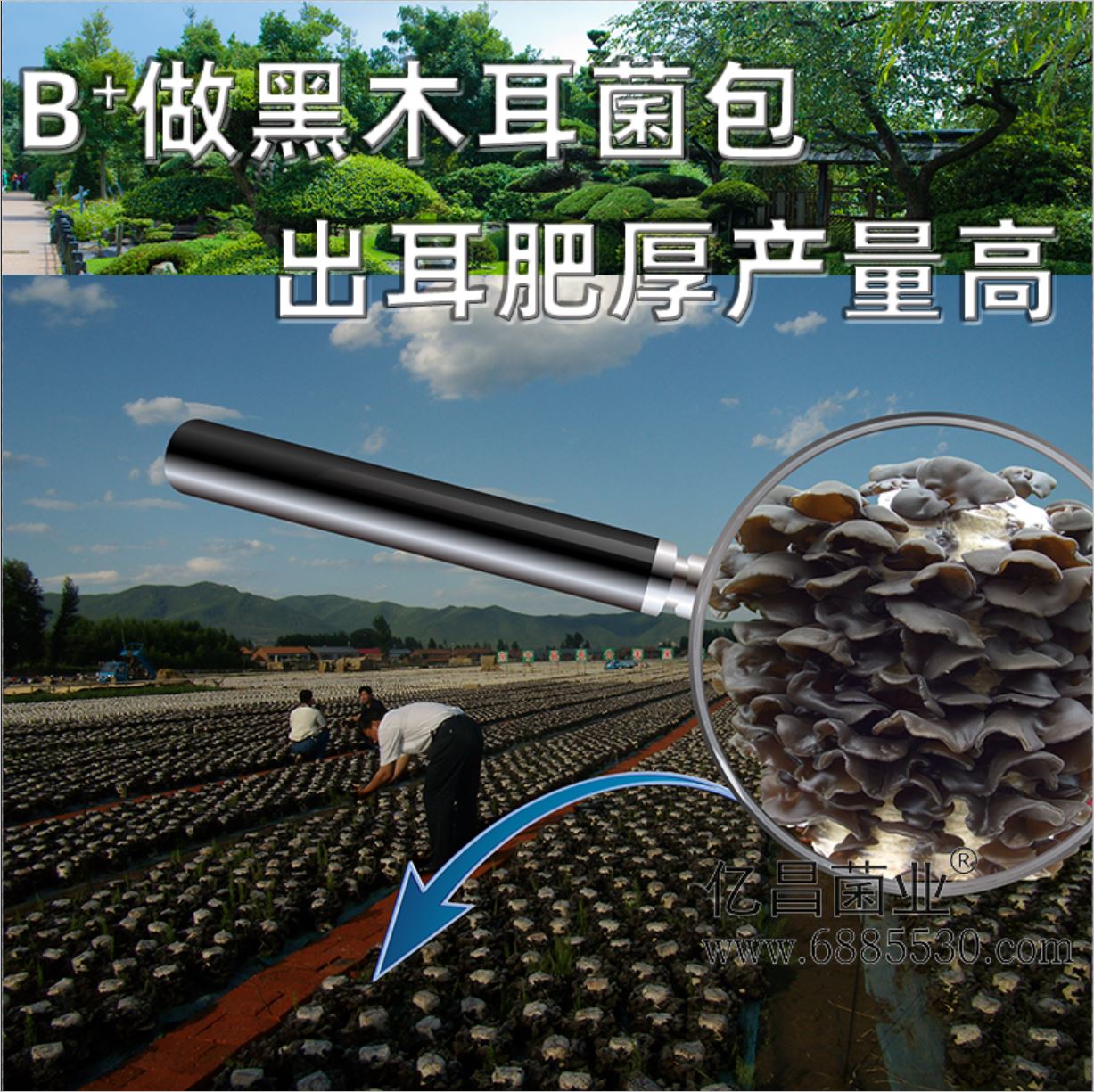 亿昌菌业-菌诺宝利B+（网页-22）B+做黑木耳菌包，出耳肥厚产量高