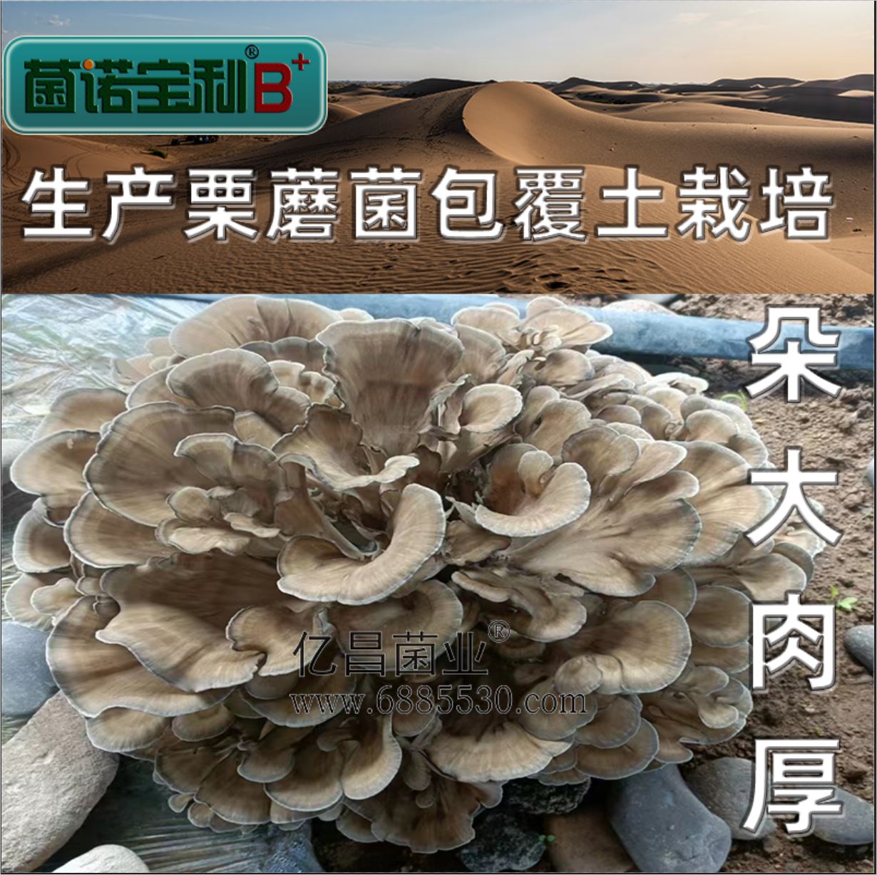 亿昌菌业-菌诺宝利B+（网页-29）覆土栽培栗蘑，朵大肉厚