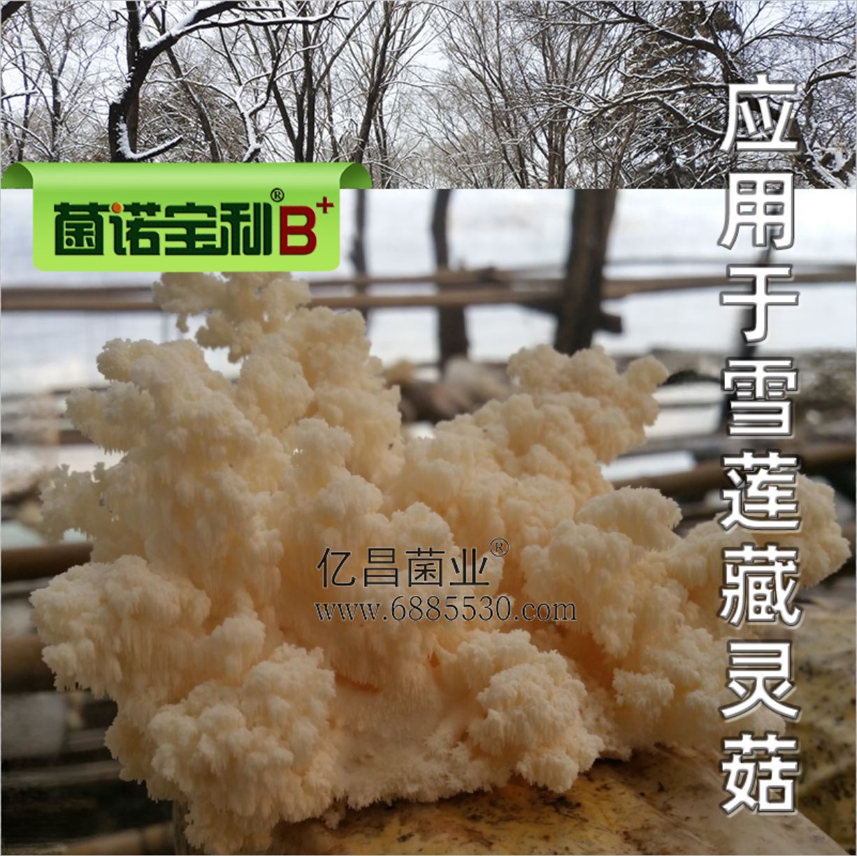 亿昌菌业-菌诺宝利B+（网页-36）应用于雪莲藏灵菇