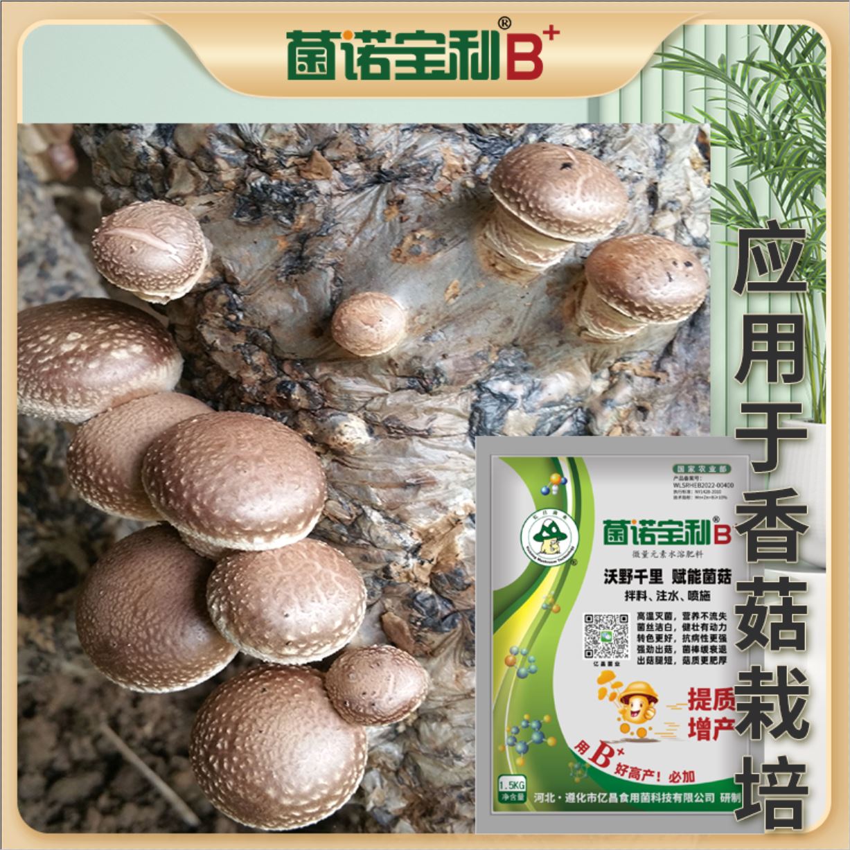 亿昌菌业-菌诺宝利B+（网页-44）应用于香菇栽培